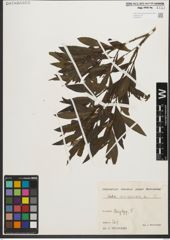 Foto von Salix purpurea L.